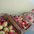 Jabłka dla ZSS z Osiedla Ługi